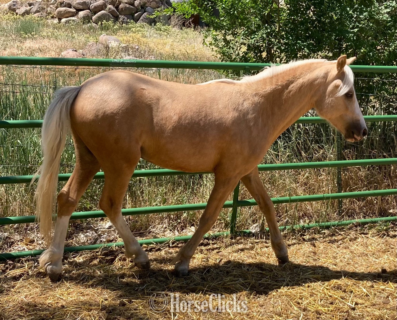 "Curyll Gold N Dandy" Palomino Stallion Welsh Pony Colorado