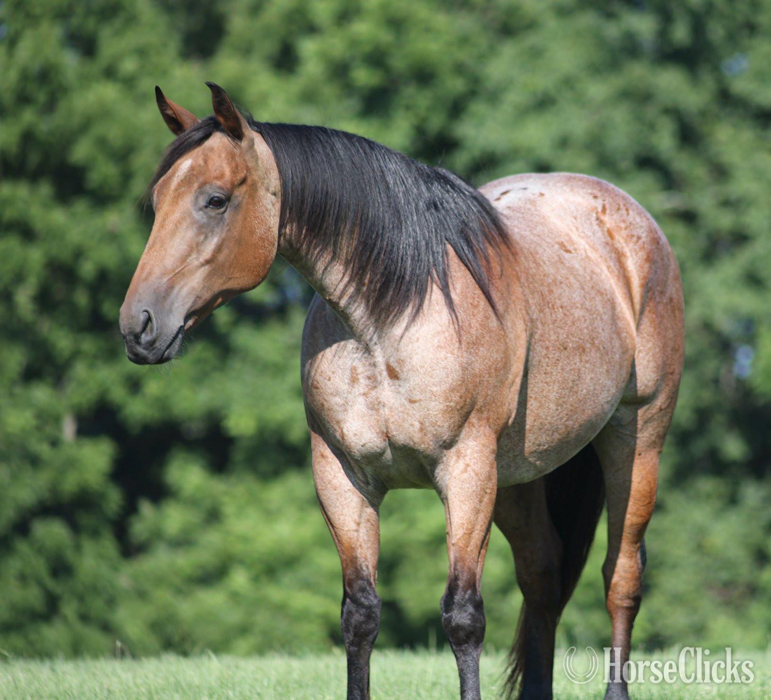 "Country Road 677-www.AdamsHorseandMuleco" Bay Roan Gelding Quarter Horse