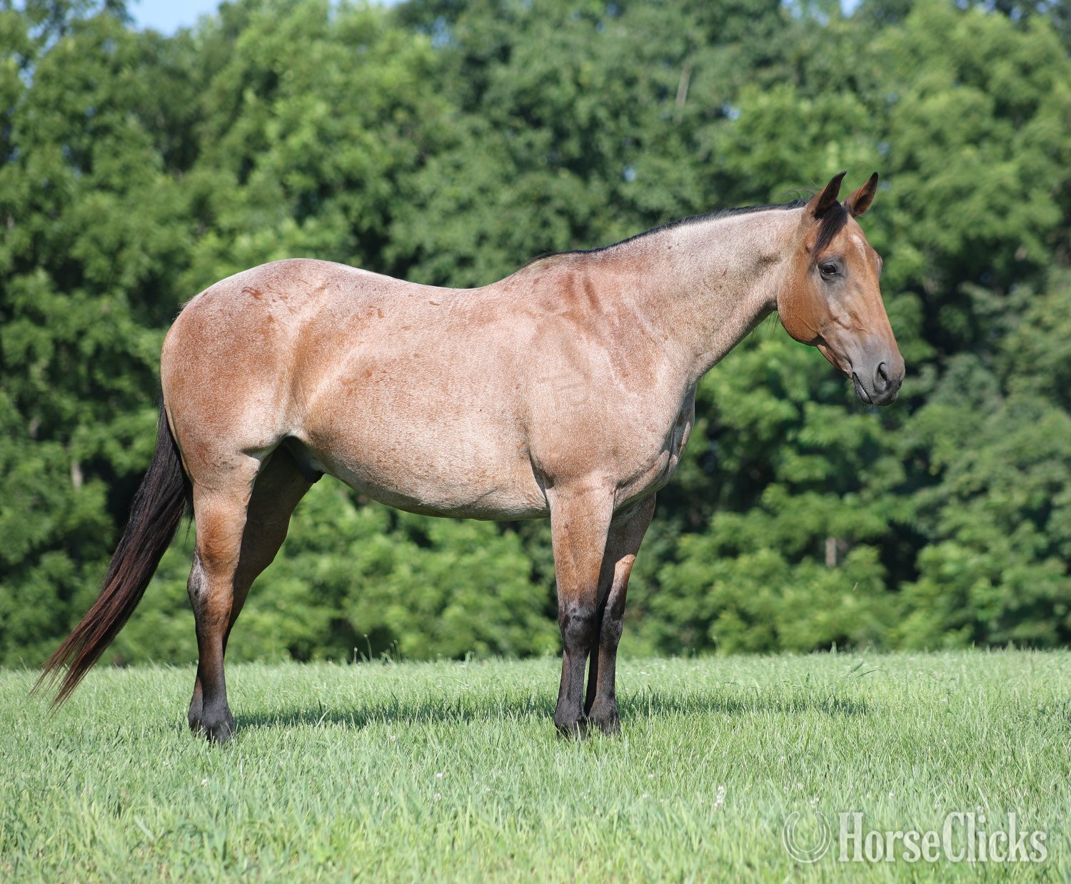 Kentucky "Country Road 677-www.AdamsHorseandMuleco" Bay Roan Gelding Quarter Horse