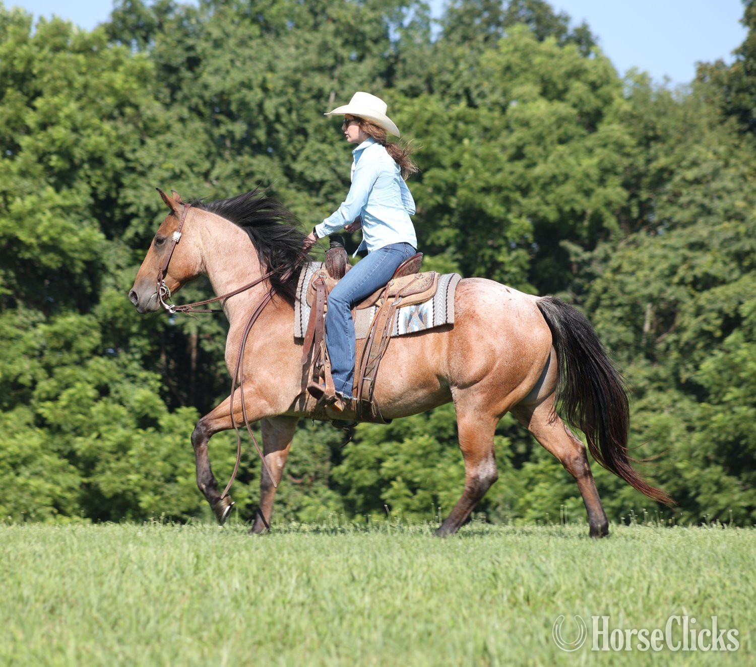 "Country Road 677-www.AdamsHorseandMuleco" Bay Roan Gelding Quarter Horse - Quarter Horse in Kentucky