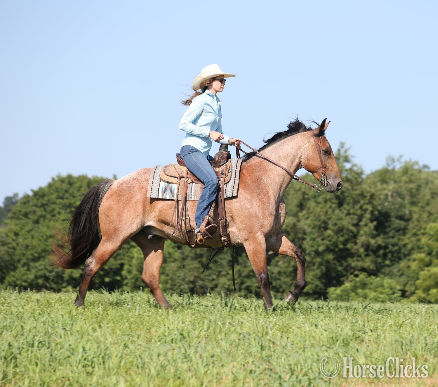 "Country Road 677-www.AdamsHorseandMuleco" Bay Roan Gelding Quarter Horse - Quarter Horse