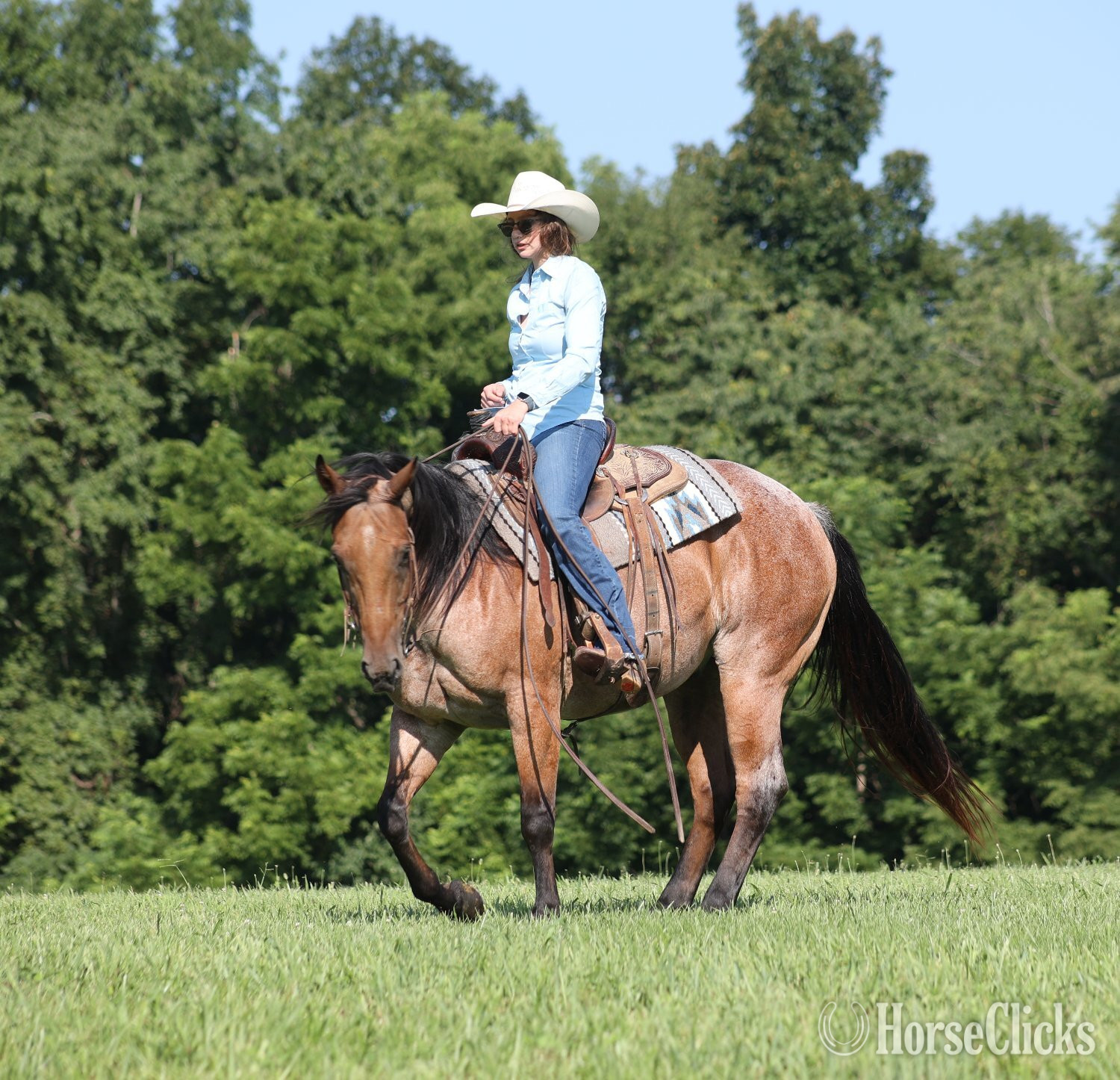 "Country Road 677-www.AdamsHorseandMuleco" Bay Roan Gelding Quarter Horse Kentucky