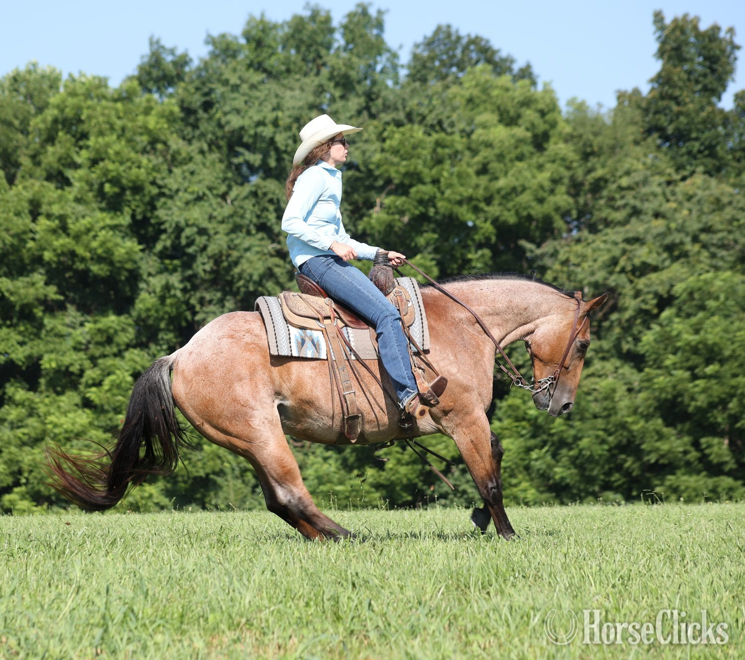Quarter Horse - "Country Road 677-www.AdamsHorseandMuleco" Bay Roan Gelding Quarter Horse in Kentucky