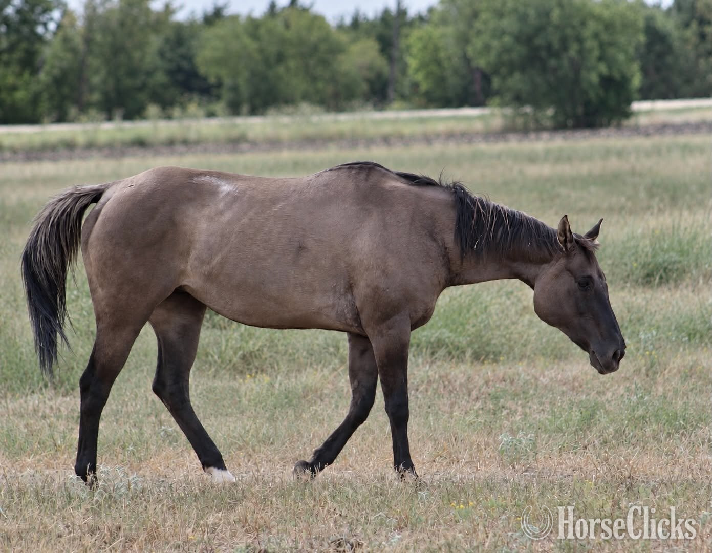 Texas "MISS MIGHTY STORM" Grullo Mare Quarter Horse