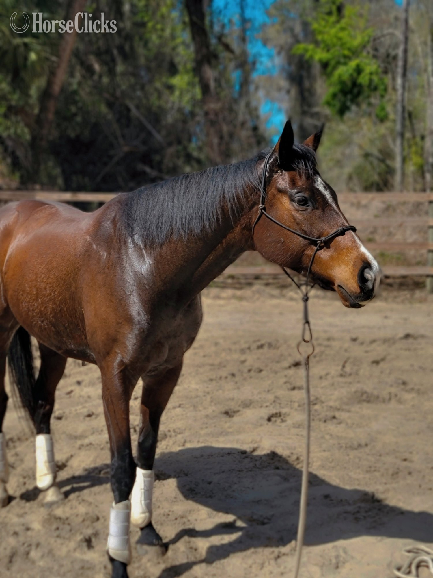 "Phoenix (Too Much Smoke)" Bay Mare Thoroughbred in Florida