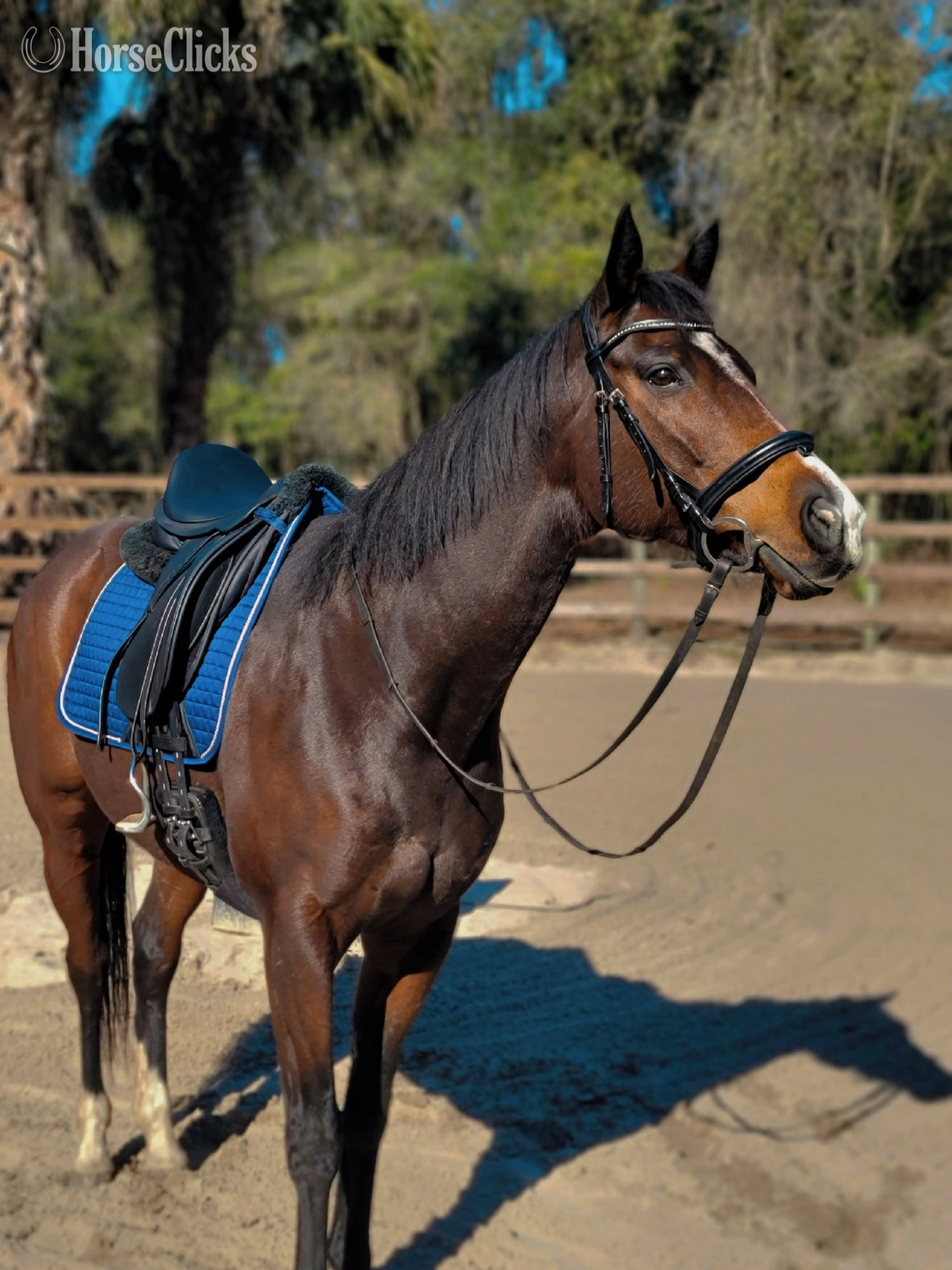 "Phoenix (Too Much Smoke)" Bay Mare Thoroughbred