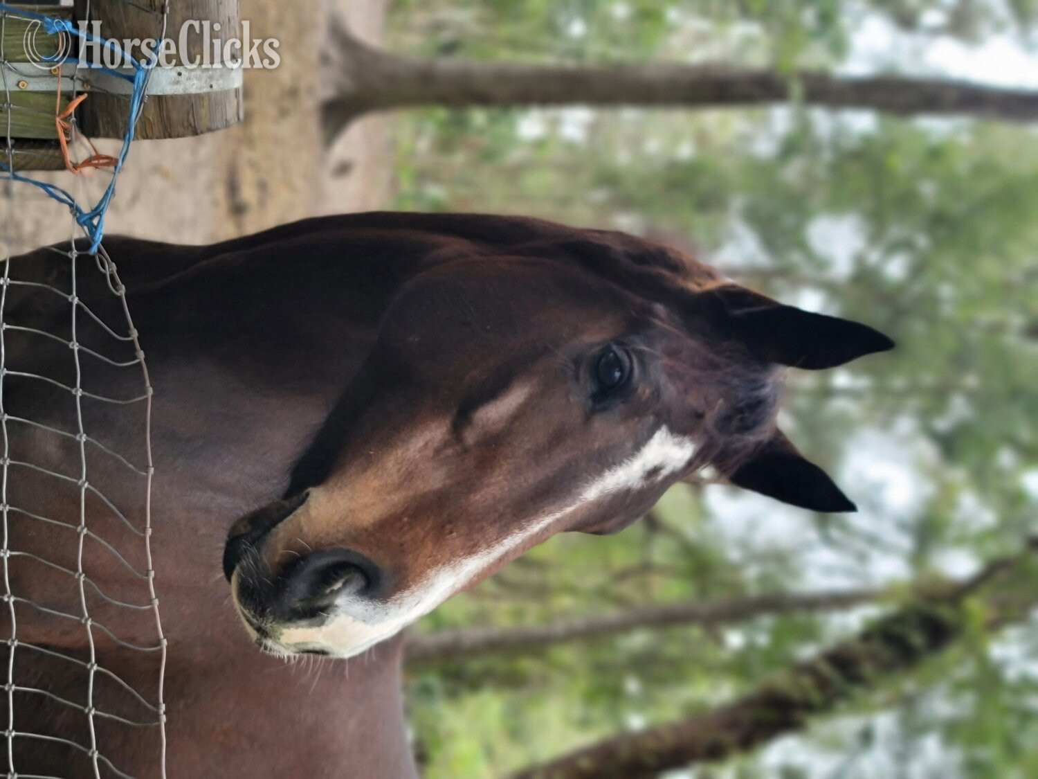 Florida "Phoenix (Too Much Smoke)" Bay Mare Thoroughbred