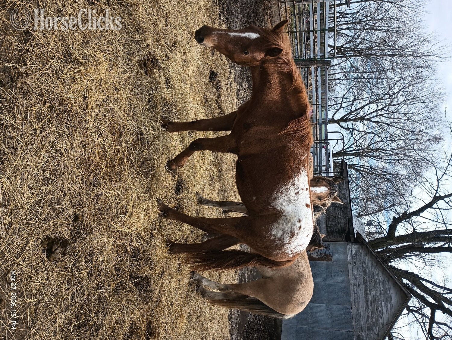 "Spots " Sorrel Gelding Mustang in Illinois