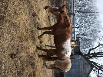 "Spots " Sorrel Gelding Mustang