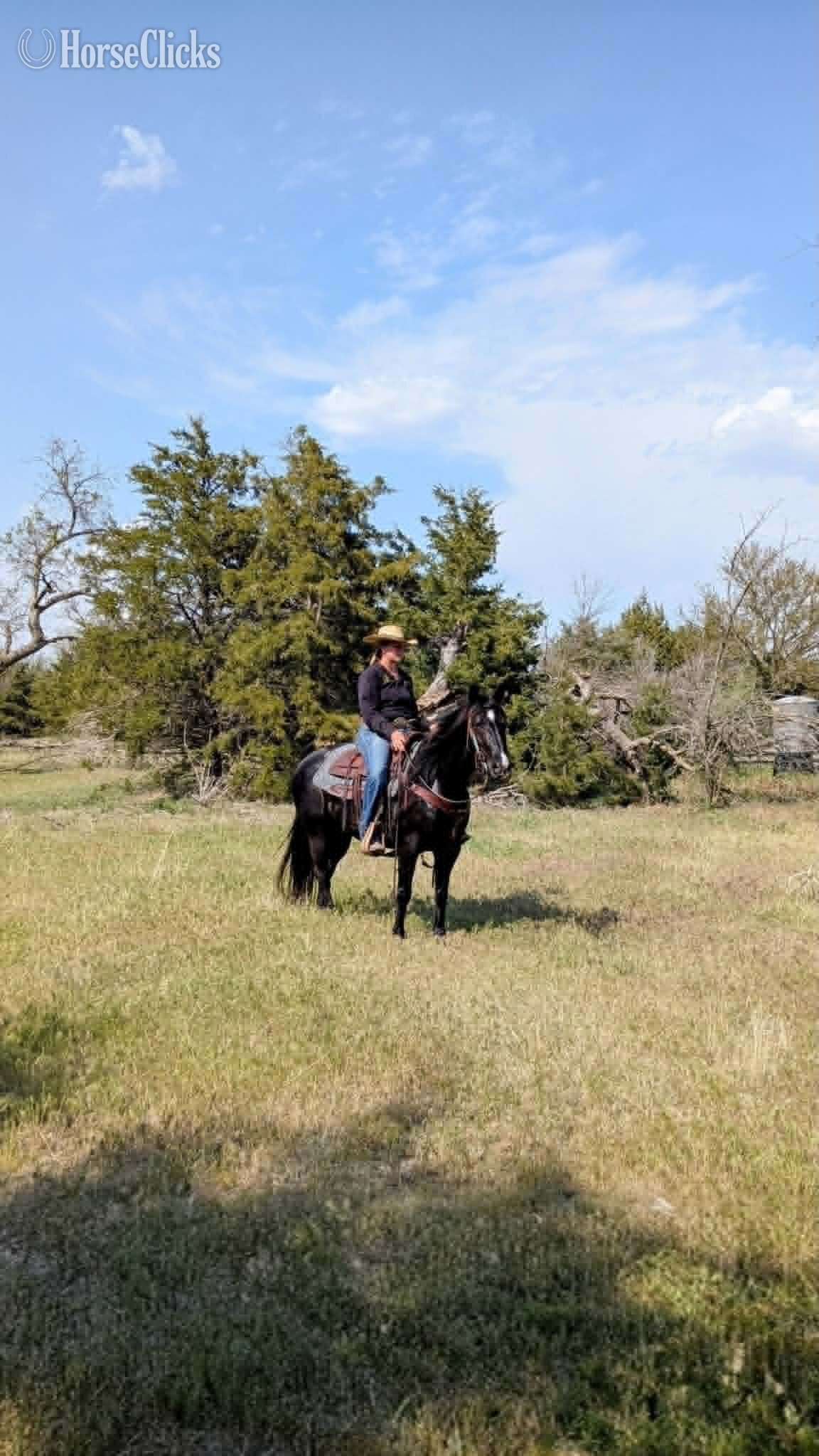 Nebraska "TULSA" Black Mare Paint