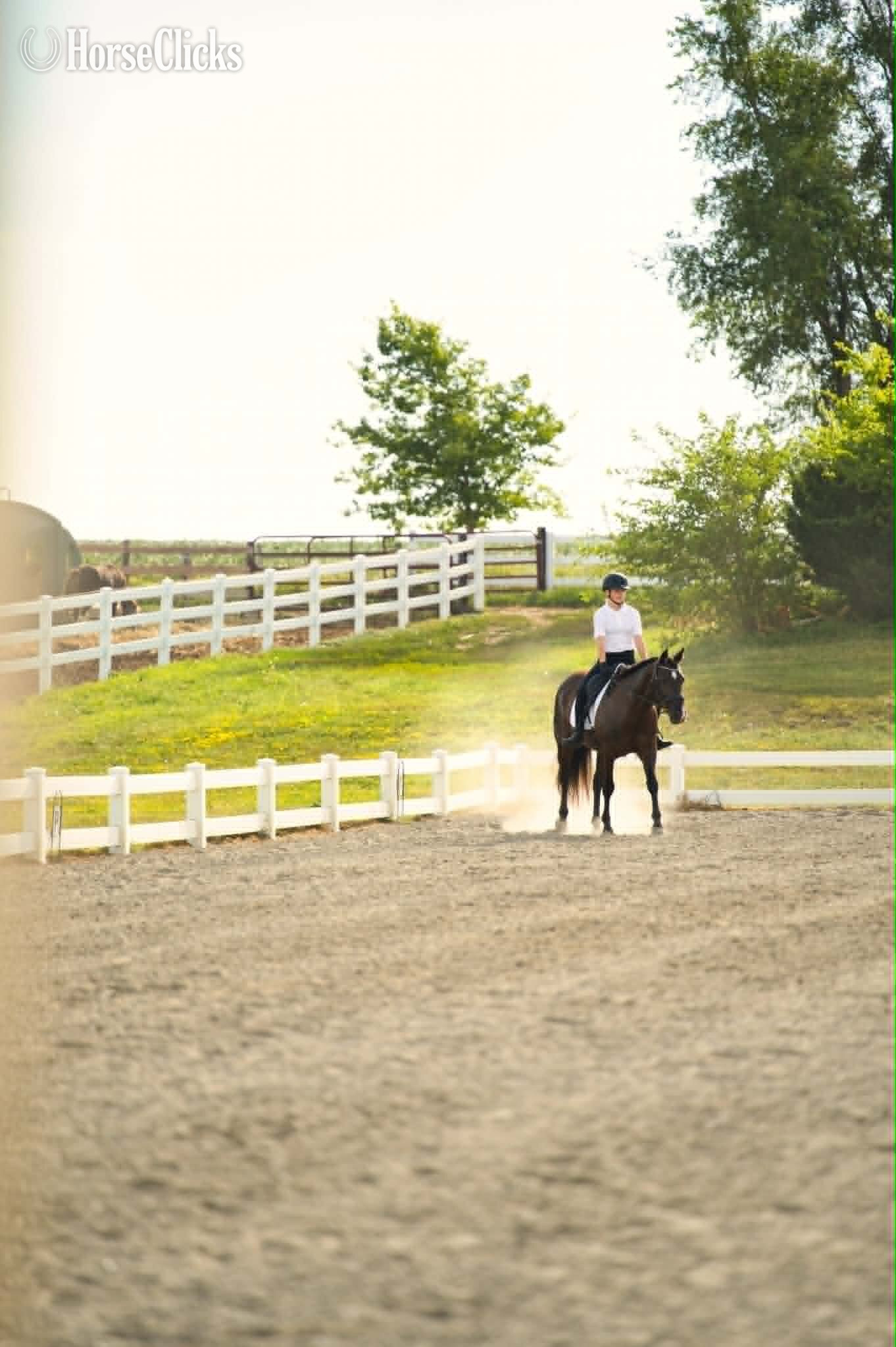 "TULSA" Black Mare Paint Nebraska
