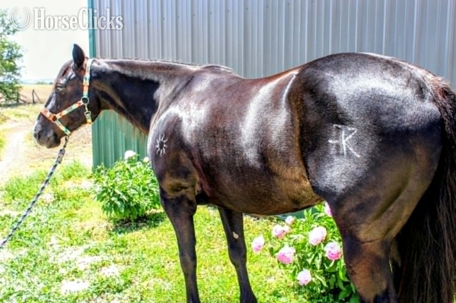 Paint - "TULSA" Black Mare Paint in Nebraska