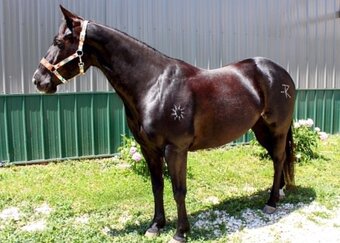 "TULSA" Black Mare Paint