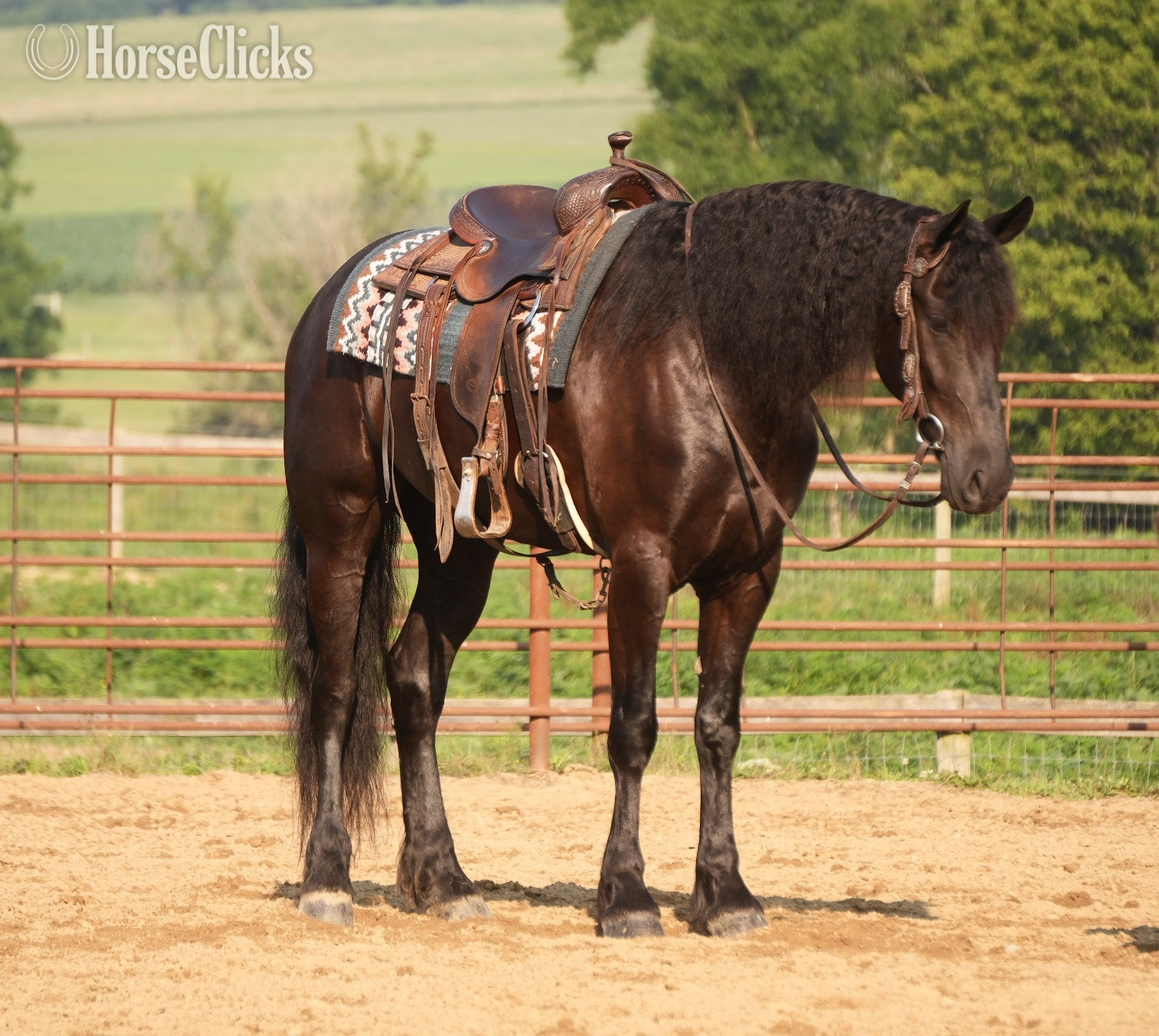 "Midnight Majesty" Black Gelding Friesian in Ohio