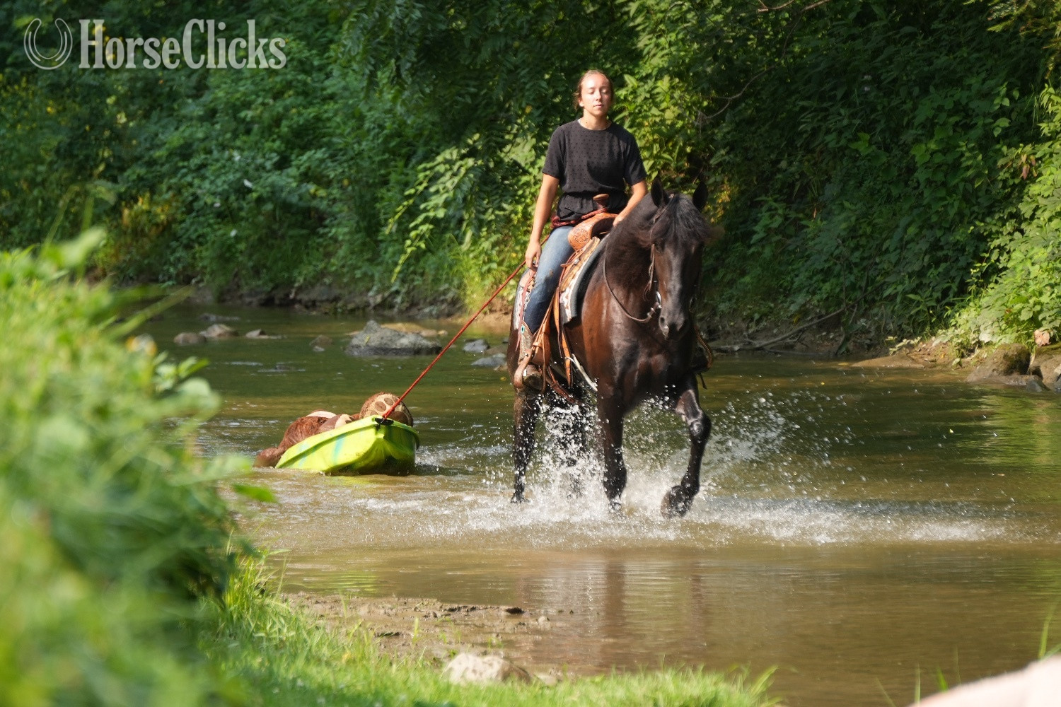 "Midnight Majesty" Black Gelding Friesian