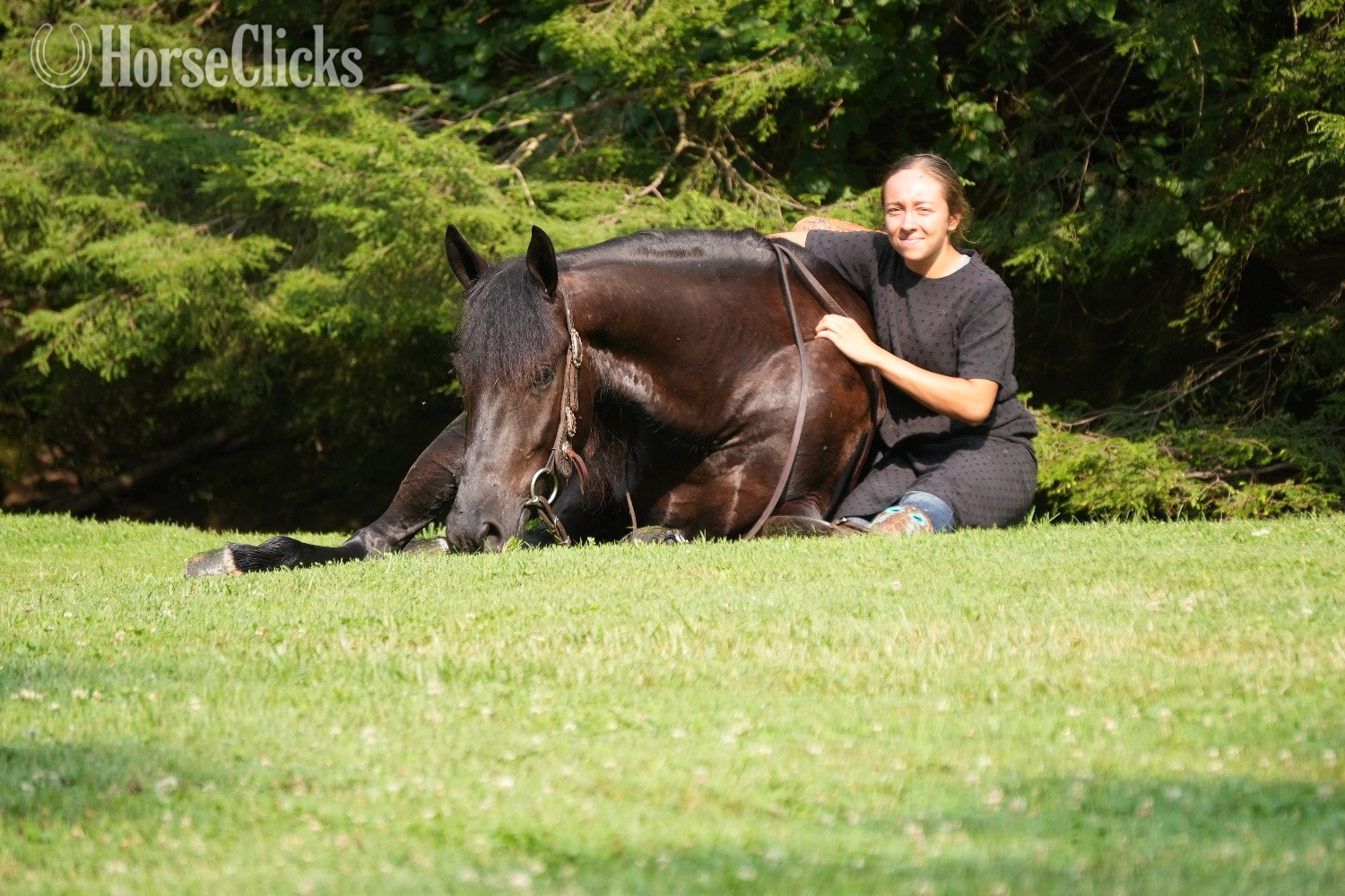 Ohio "Midnight Majesty" Black Gelding Friesian