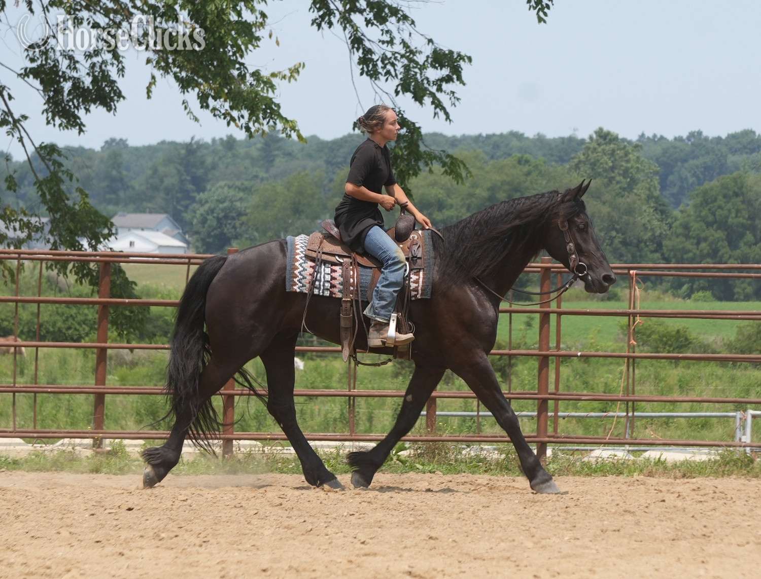 "Midnight Majesty" Black Gelding Friesian - Friesian in Ohio