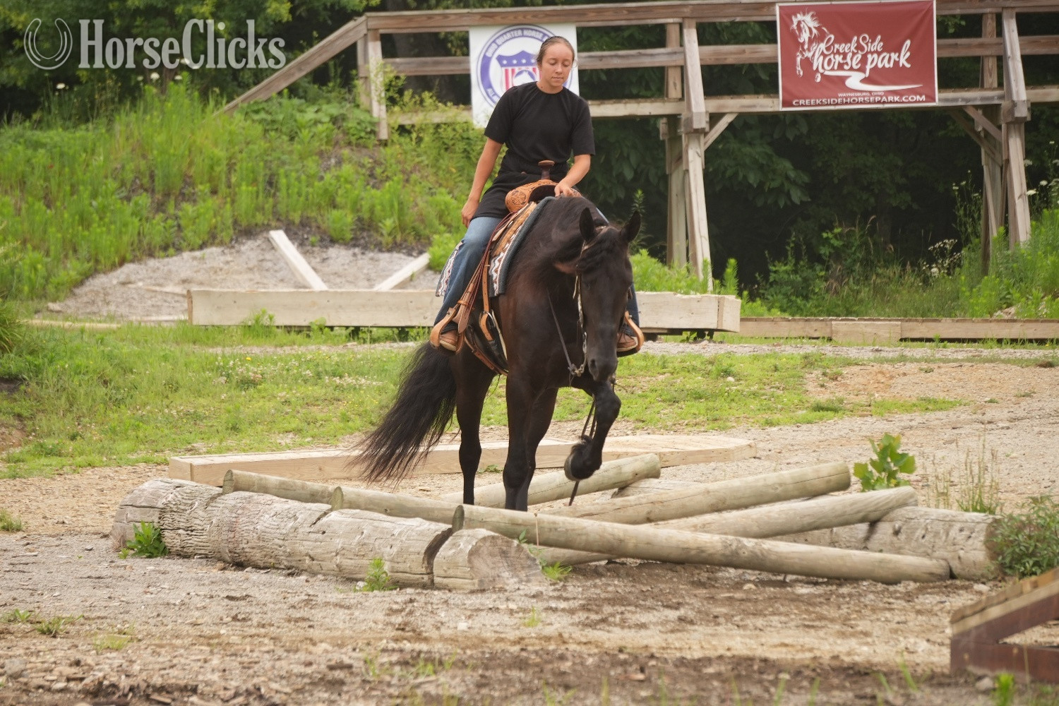 "Midnight Majesty" Black Gelding Friesian - Friesian