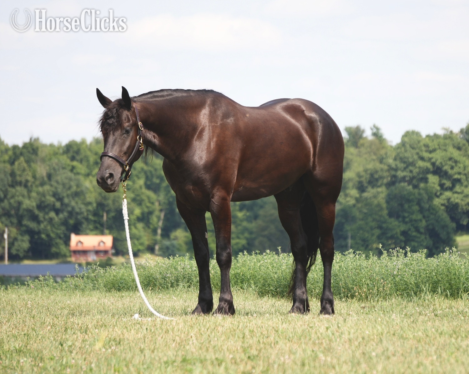 "Midnight Majesty" Black Gelding Friesian Ohio