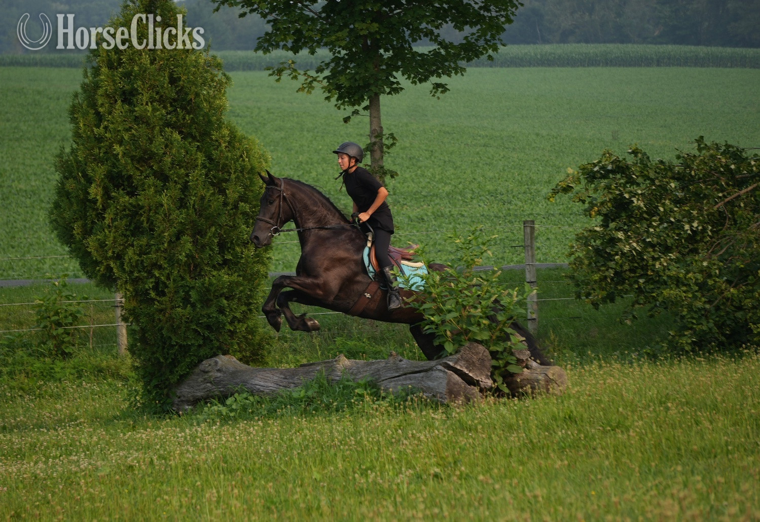 Friesian - "Midnight Majesty" Black Gelding Friesian in Ohio