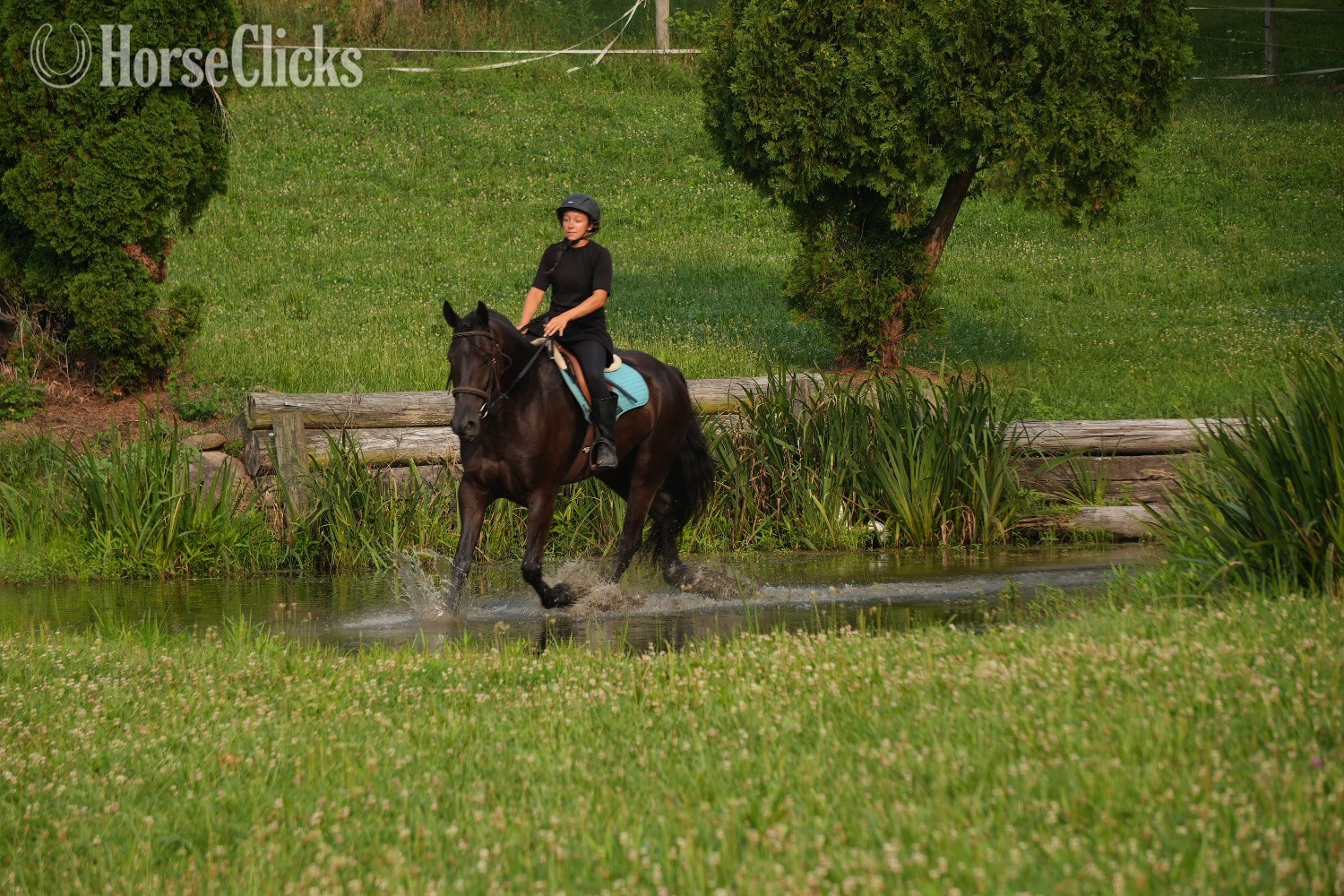 Friesian - "Midnight Majesty" Black Gelding Friesian
