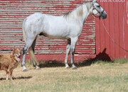 "Crawfish" Grey Gelding Tennessee Walker