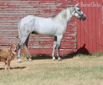"Crawfish" Grey Gelding Tennessee Walker