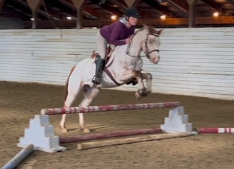 "Sadie" Red Roan Mare POA