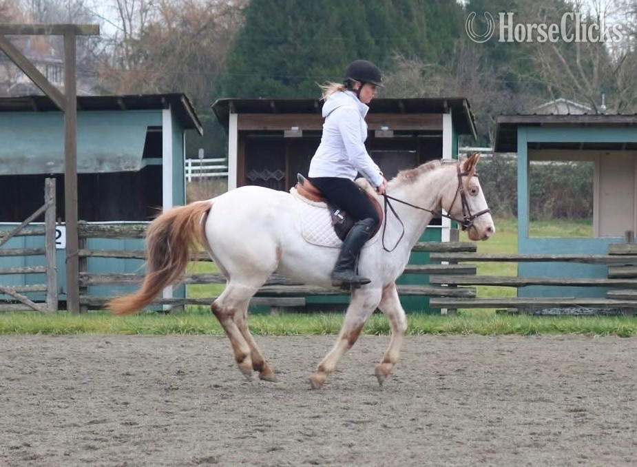 "Sadie" Red Roan Mare POA