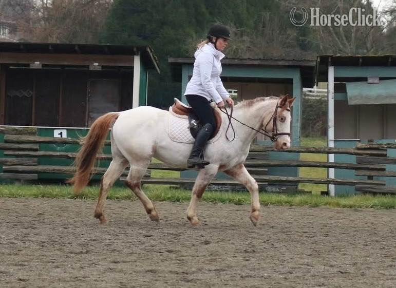 British Columbia "Sadie" Red Roan Mare POA