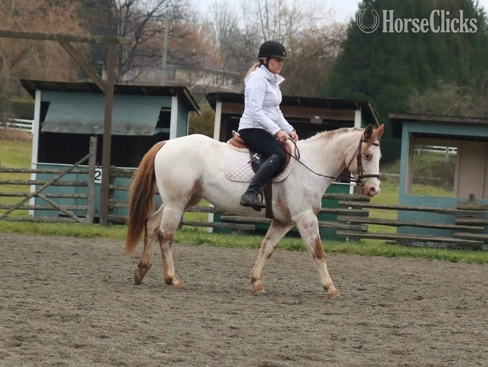 "Sadie" Red Roan Mare POA - POA in British Columbia