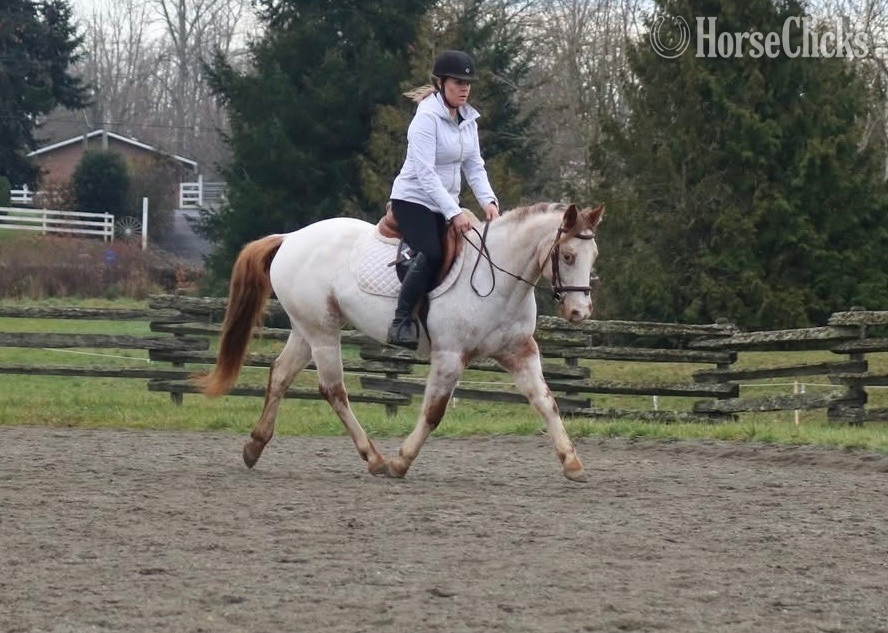 "Sadie" Red Roan Mare POA - POA