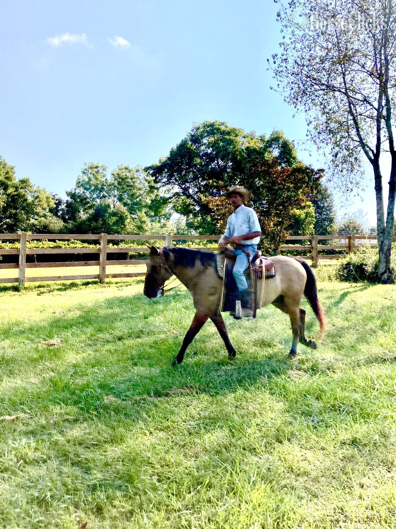"Dunafon" Dun Gelding Quarter Horse