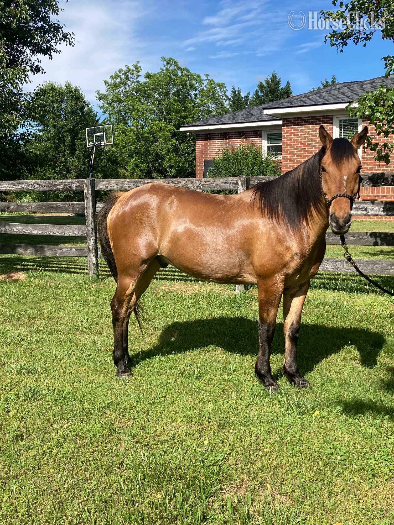 "Dunafon" Dun Gelding Quarter Horse in Georgia