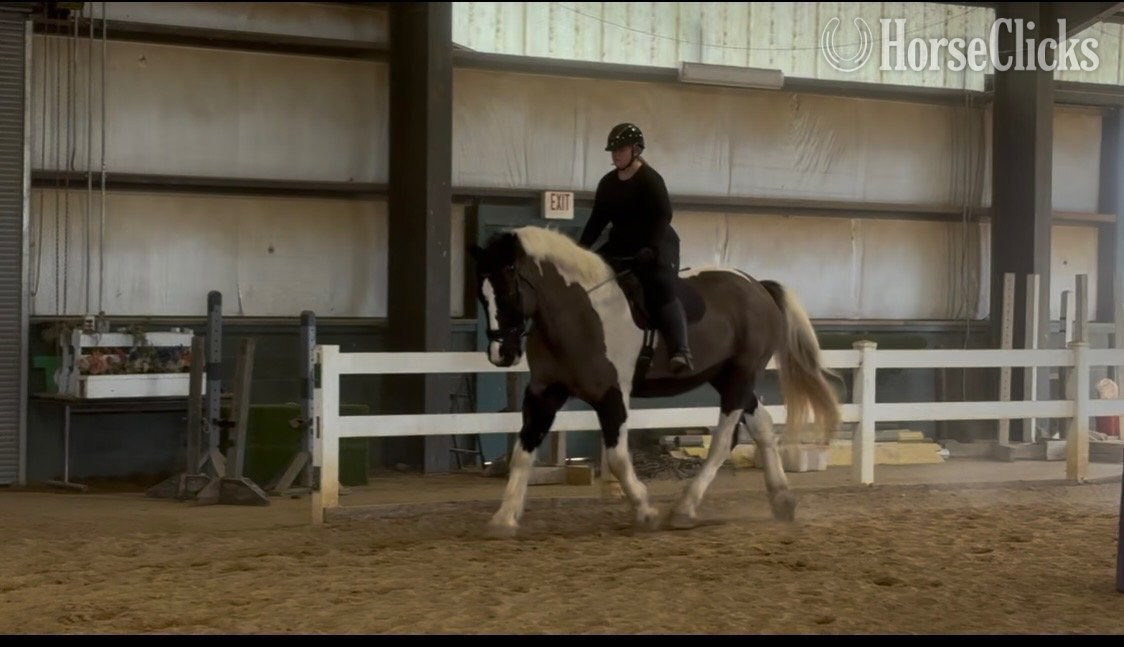 Pinto 18hh Gelding for Lease in Kentucky