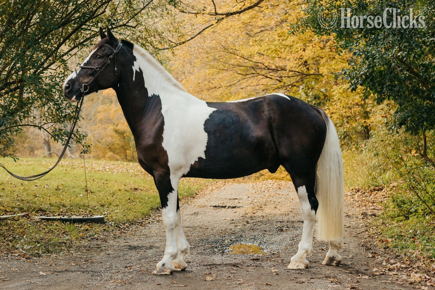 Kentucky Pinto 18hh Gelding for Lease