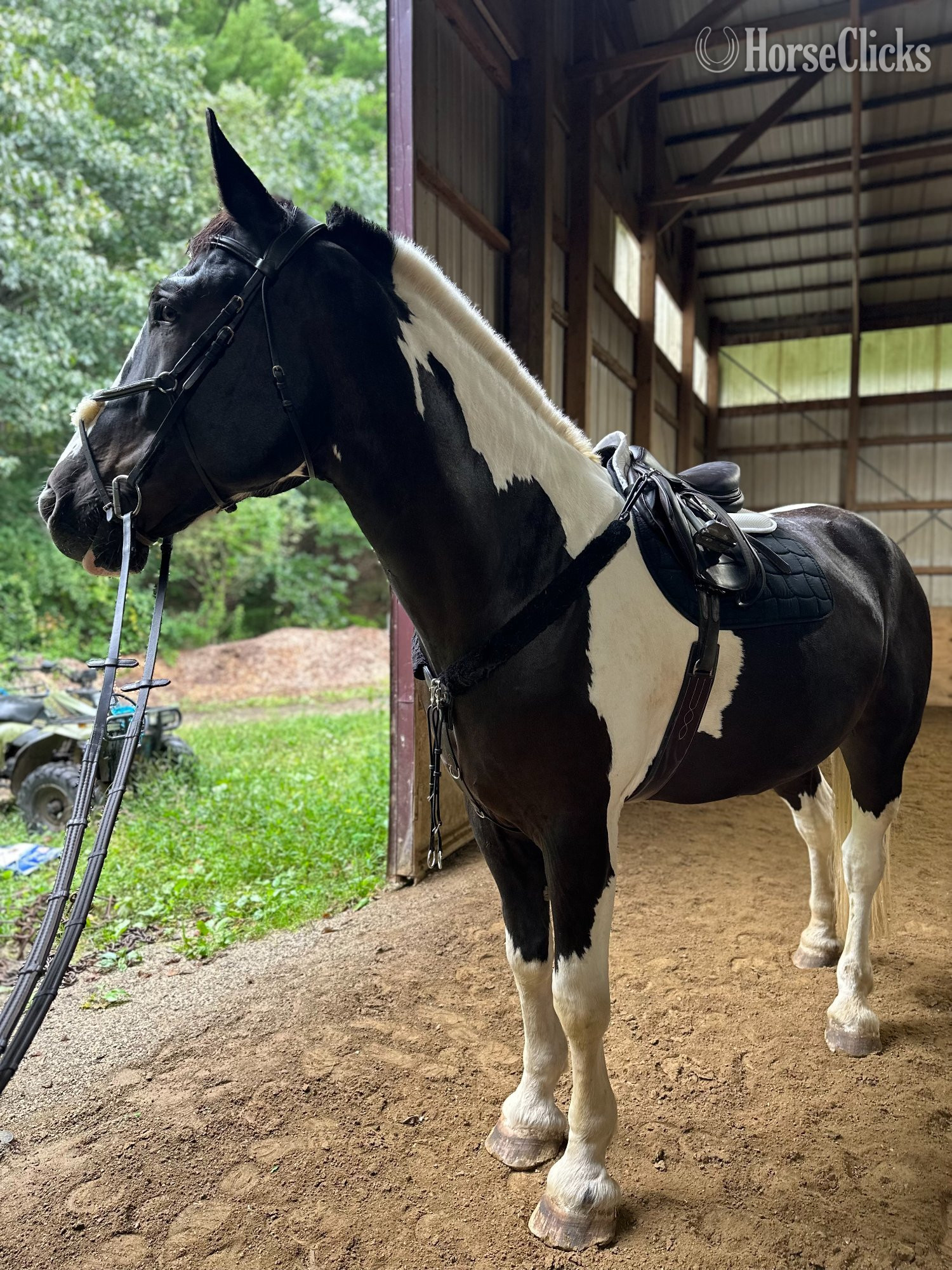 Pinto 18hh Gelding for Lease -  in Kentucky