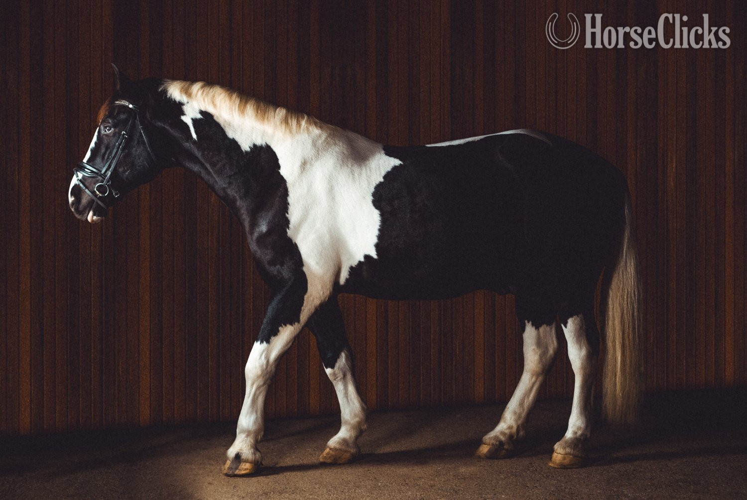Pinto 18hh Gelding for Lease - 