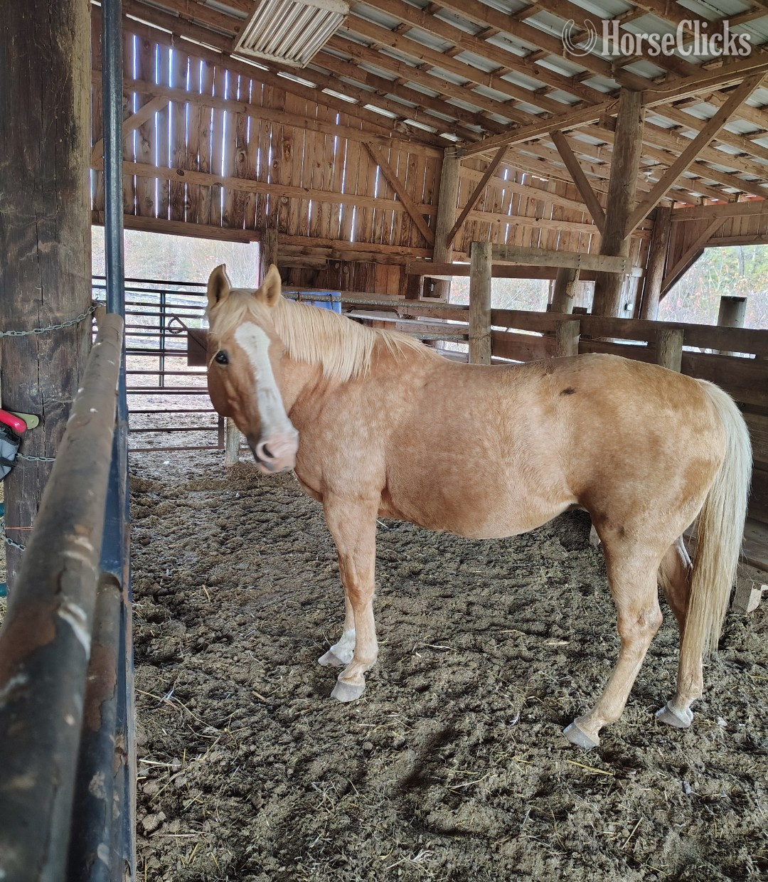 "Chloe " Palomino Mare Quarter Horse