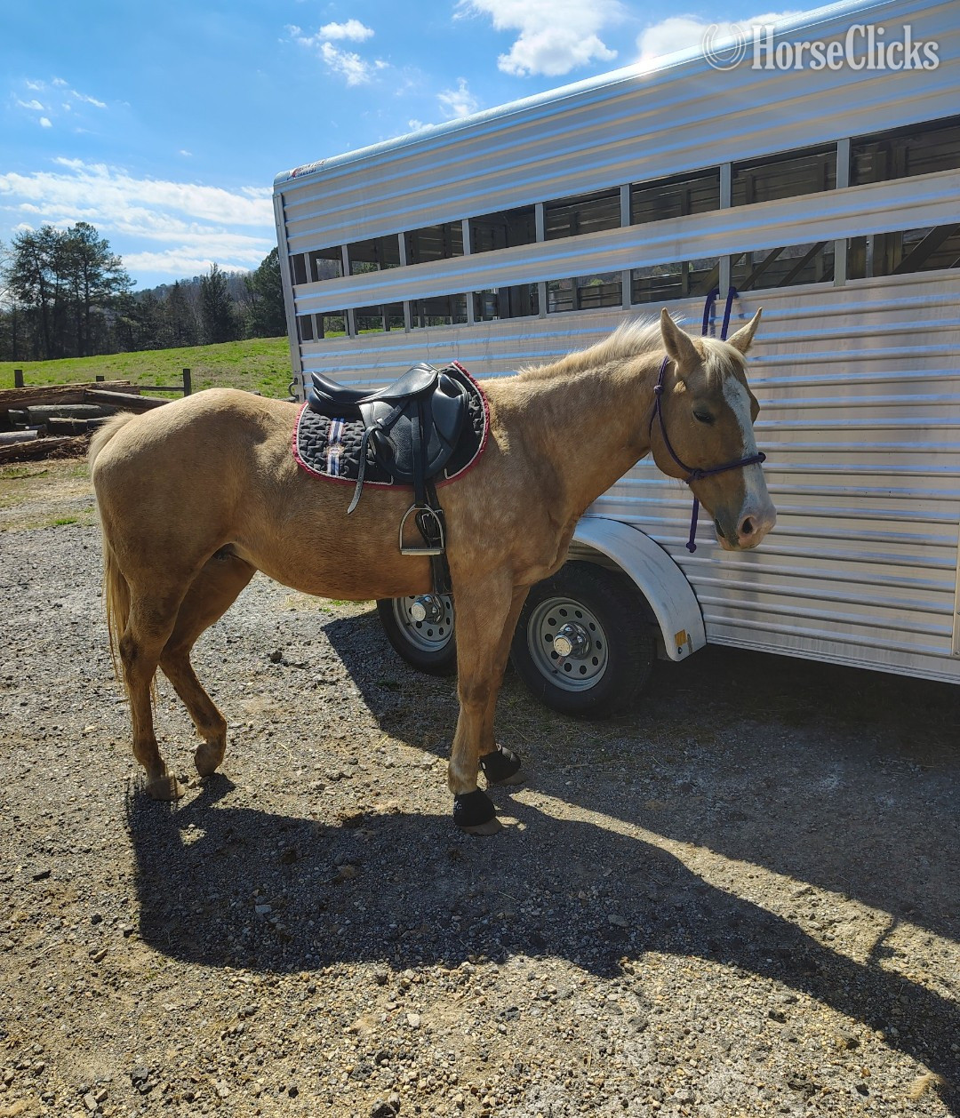 Georgia "Chloe " Palomino Mare Quarter Horse