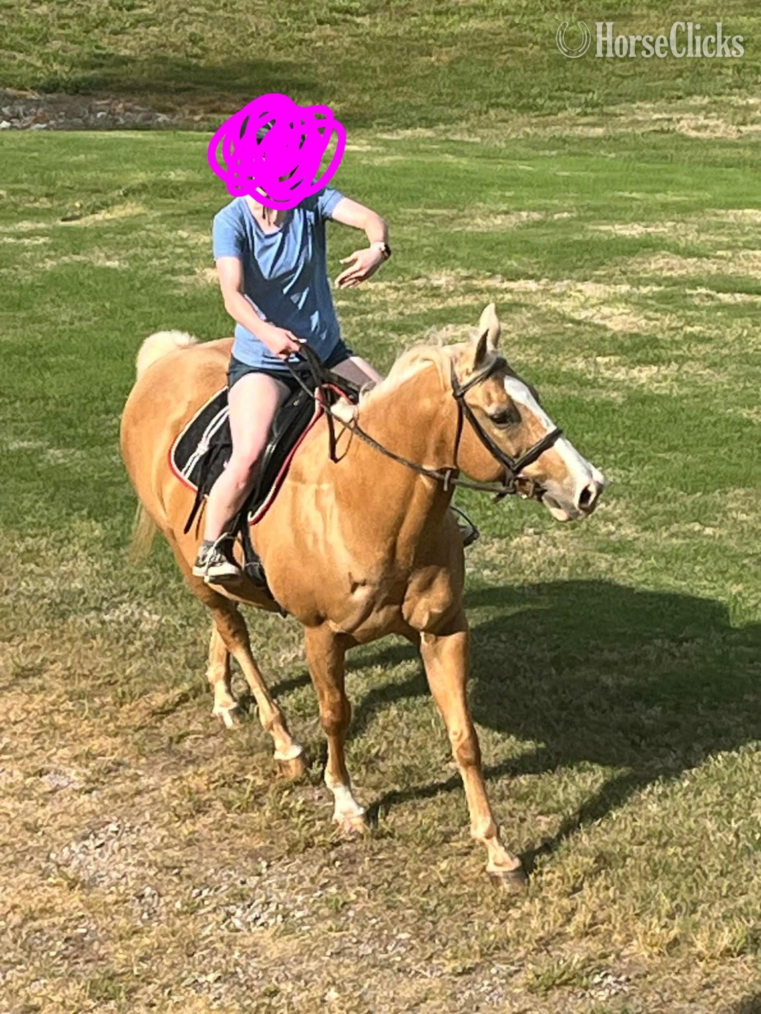 "Chloe " Palomino Mare Quarter Horse - Quarter Horse in Georgia