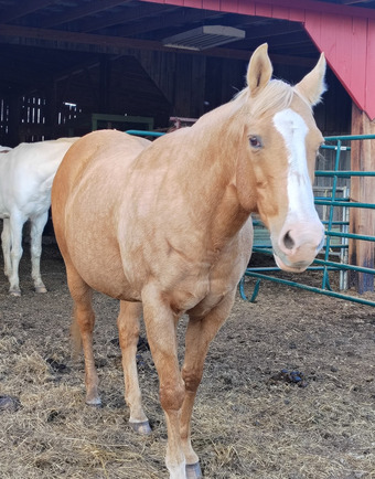 "Chloe " Palomino Mare Quarter Horse