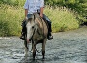 "BUSTER" Buckskin Gelding Tennessee Walker