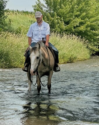 "BUSTER" Buckskin Gelding Tennessee Walker