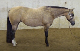 "SUDDENS TUPELO HONEY " Buckskin Mare Quarter Horse