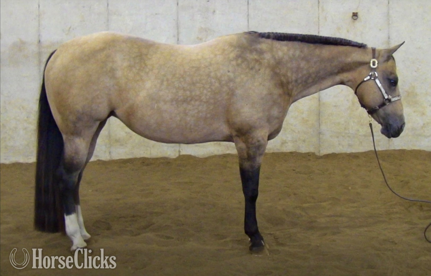 "SUDDENS TUPELO HONEY " Buckskin Mare Quarter Horse in Michigan