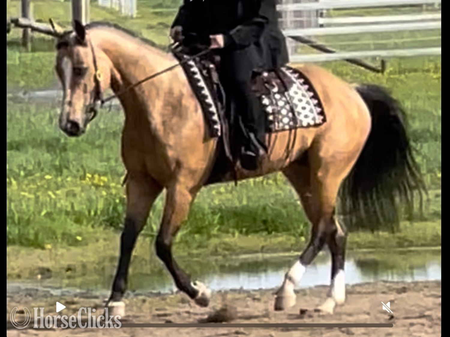 "SUDDENS TUPELO HONEY " Buckskin Mare Quarter Horse - Quarter Horse in Michigan