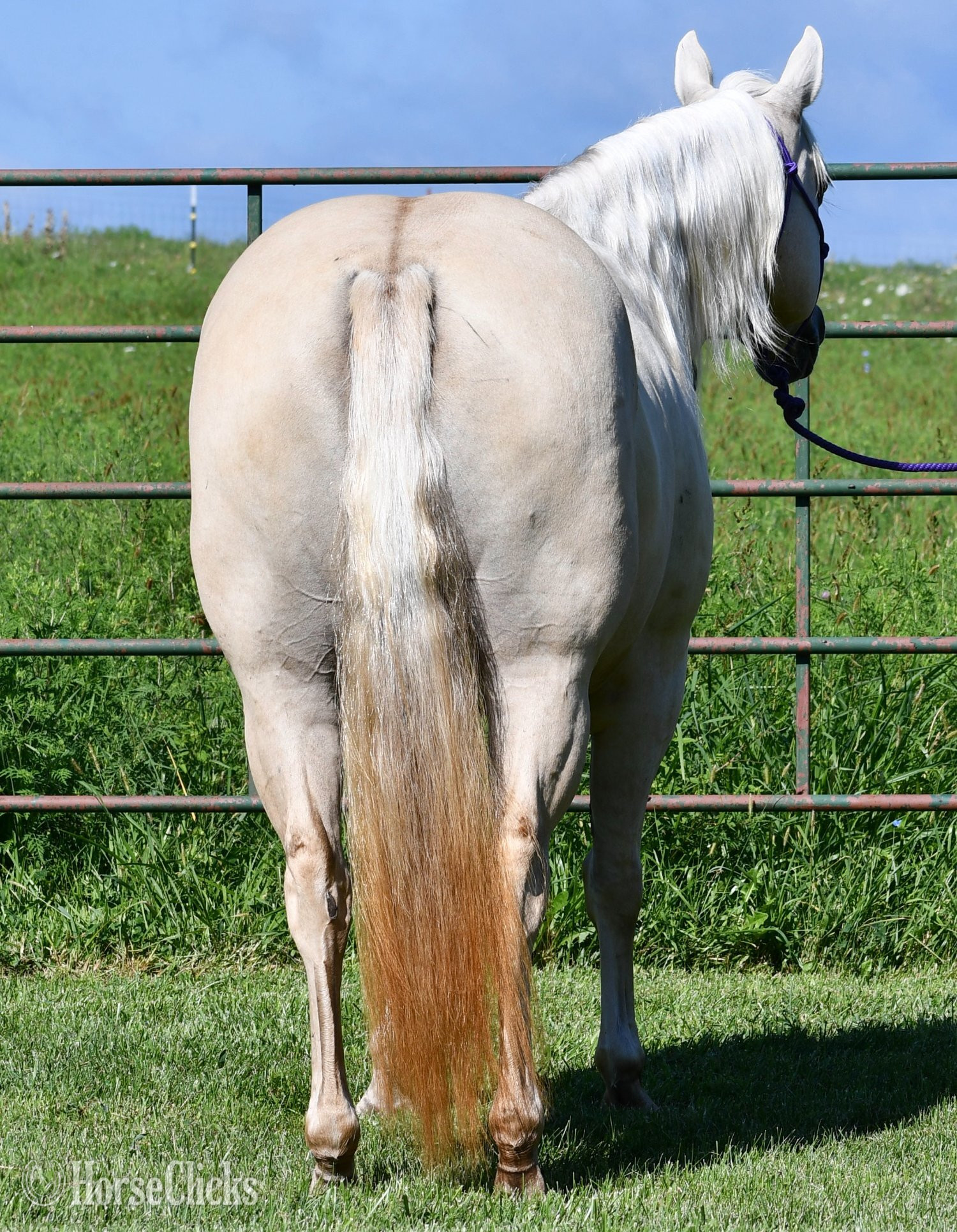 "Awesome Diamond Jac" Palomino Mare Quarter Horse