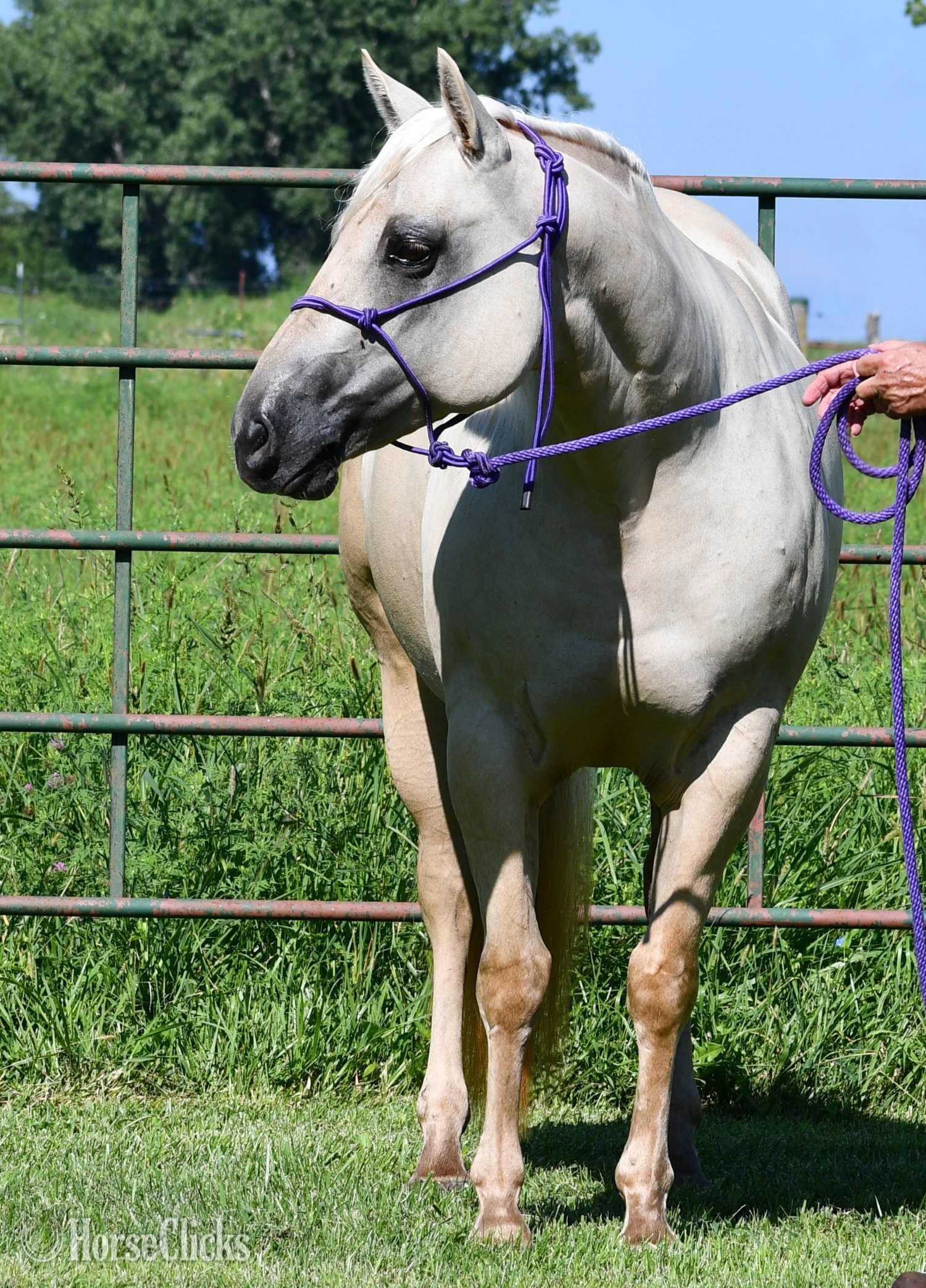 Missouri "Awesome Diamond Jac" Palomino Mare Quarter Horse