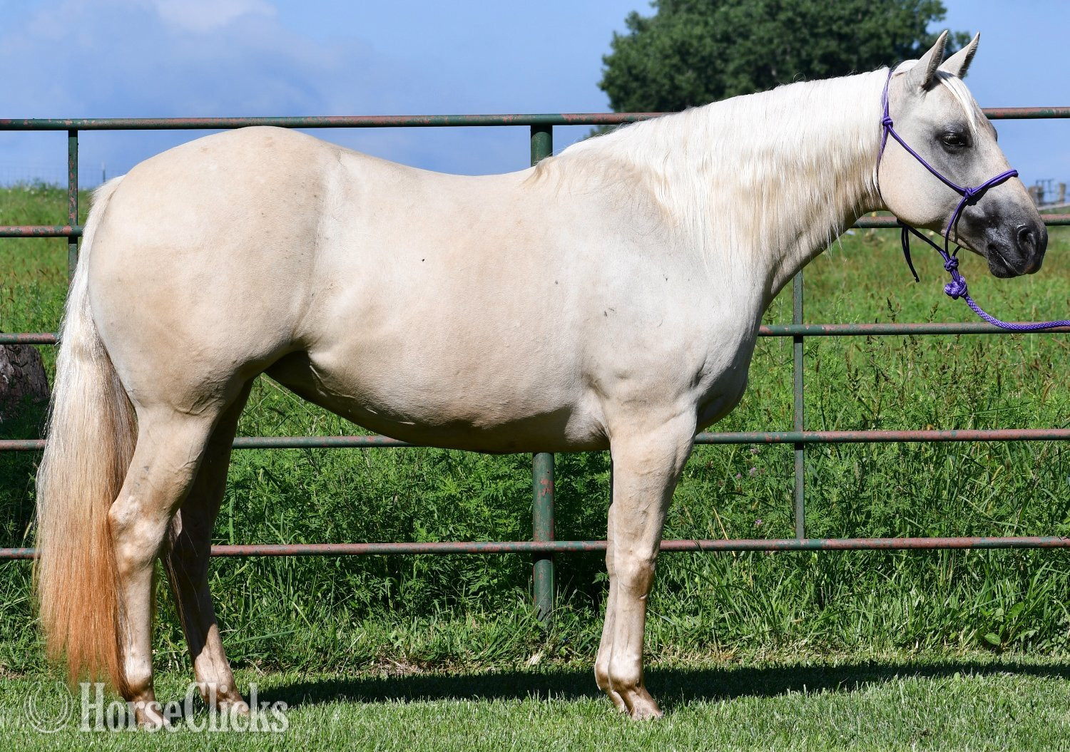 "Awesome Diamond Jac" Palomino Mare Quarter Horse - Quarter Horse in Missouri